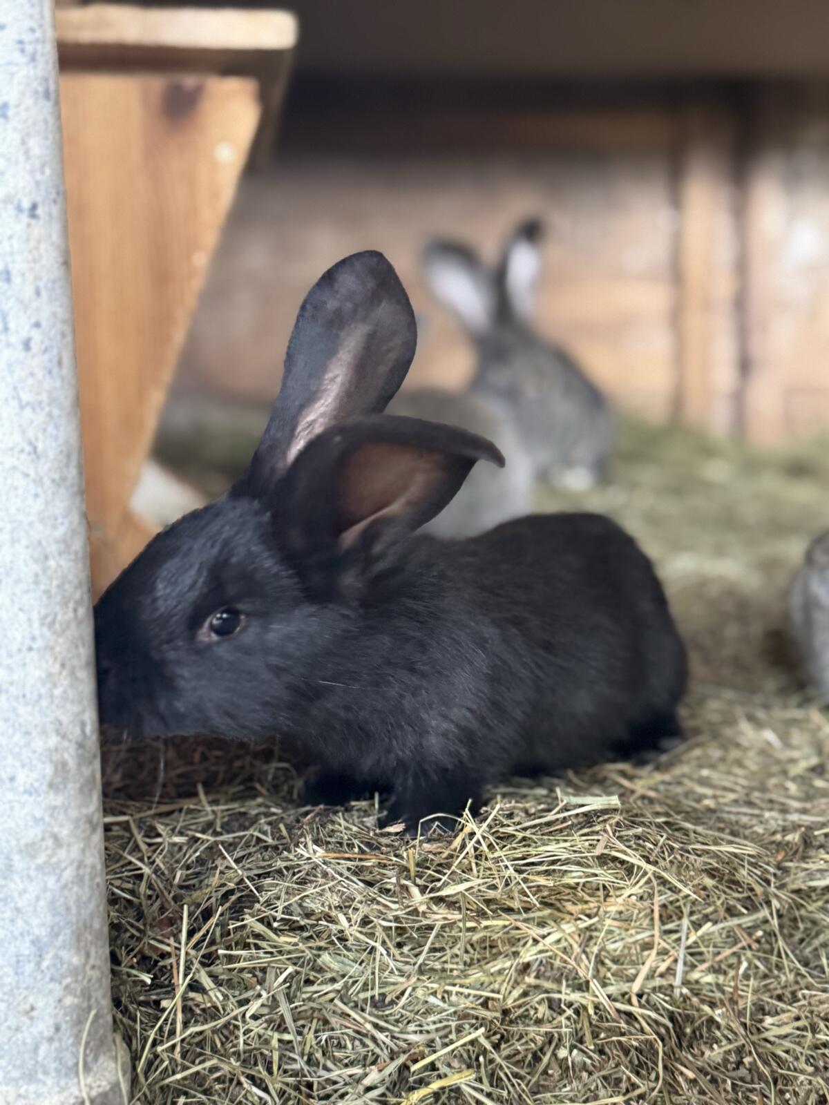 Fleischhasen zu verkaufen 3