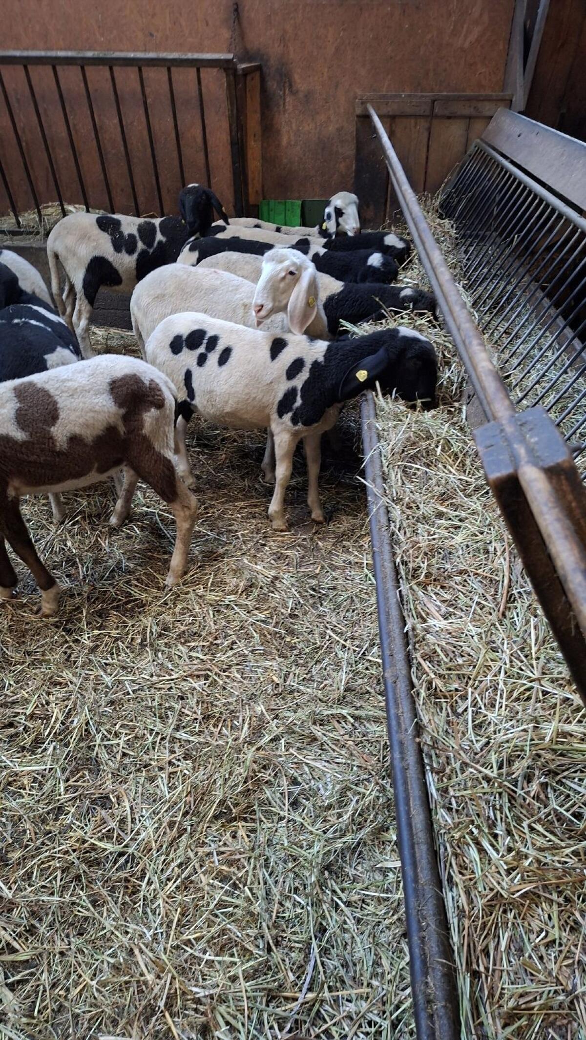 Junge weibliche Bergschafe zu verkaufen 3