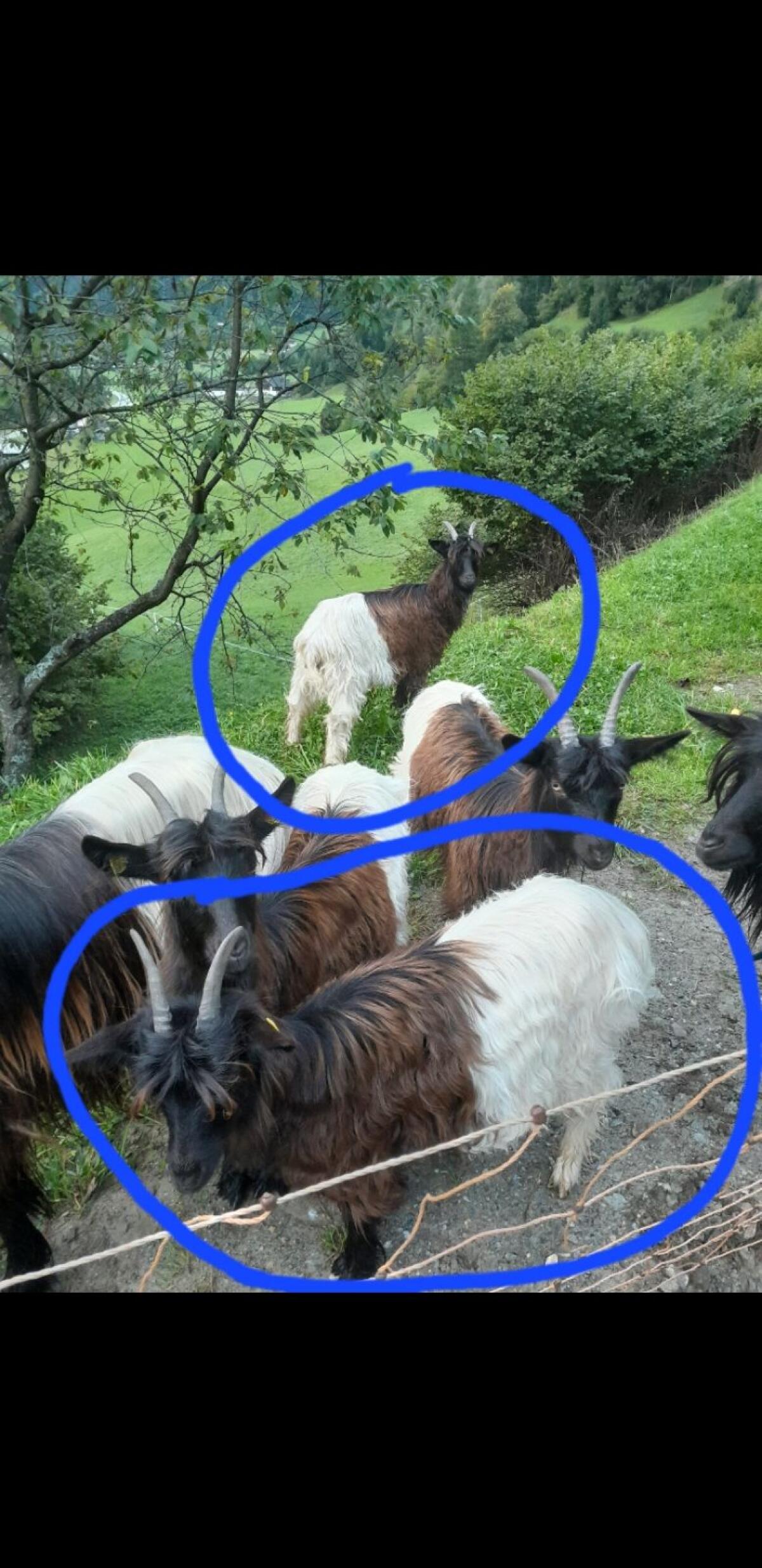 Walliser Schwarzhalsziegen 1