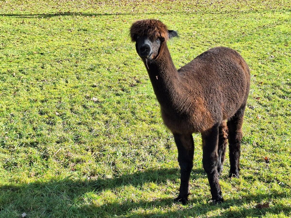 Alpaka Stute 2