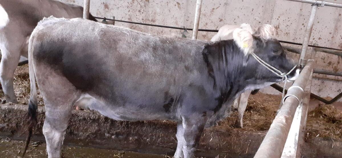 Graue Kalbin von Bio-Betrieb 2