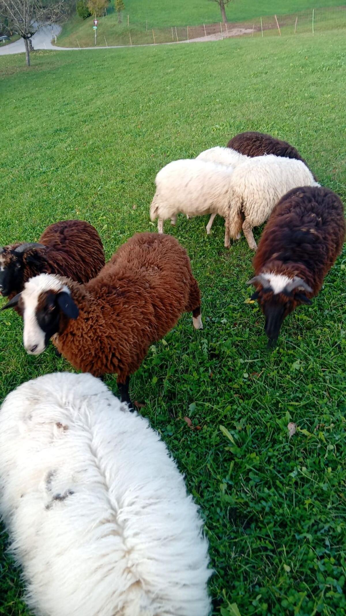 Weibliche Waldschaf Lämmer für Zucht 2