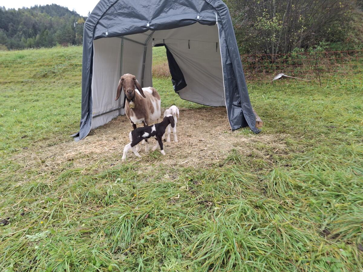Tscheggenschaf mit zwei Lämmern 2