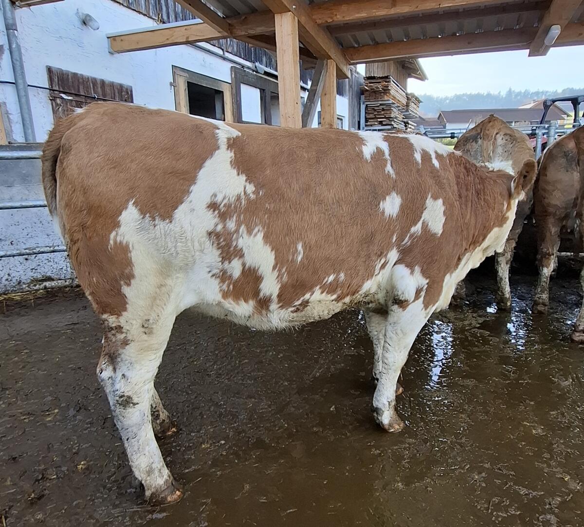Trächtige Fleckviehkalbin zu verkaufen 2