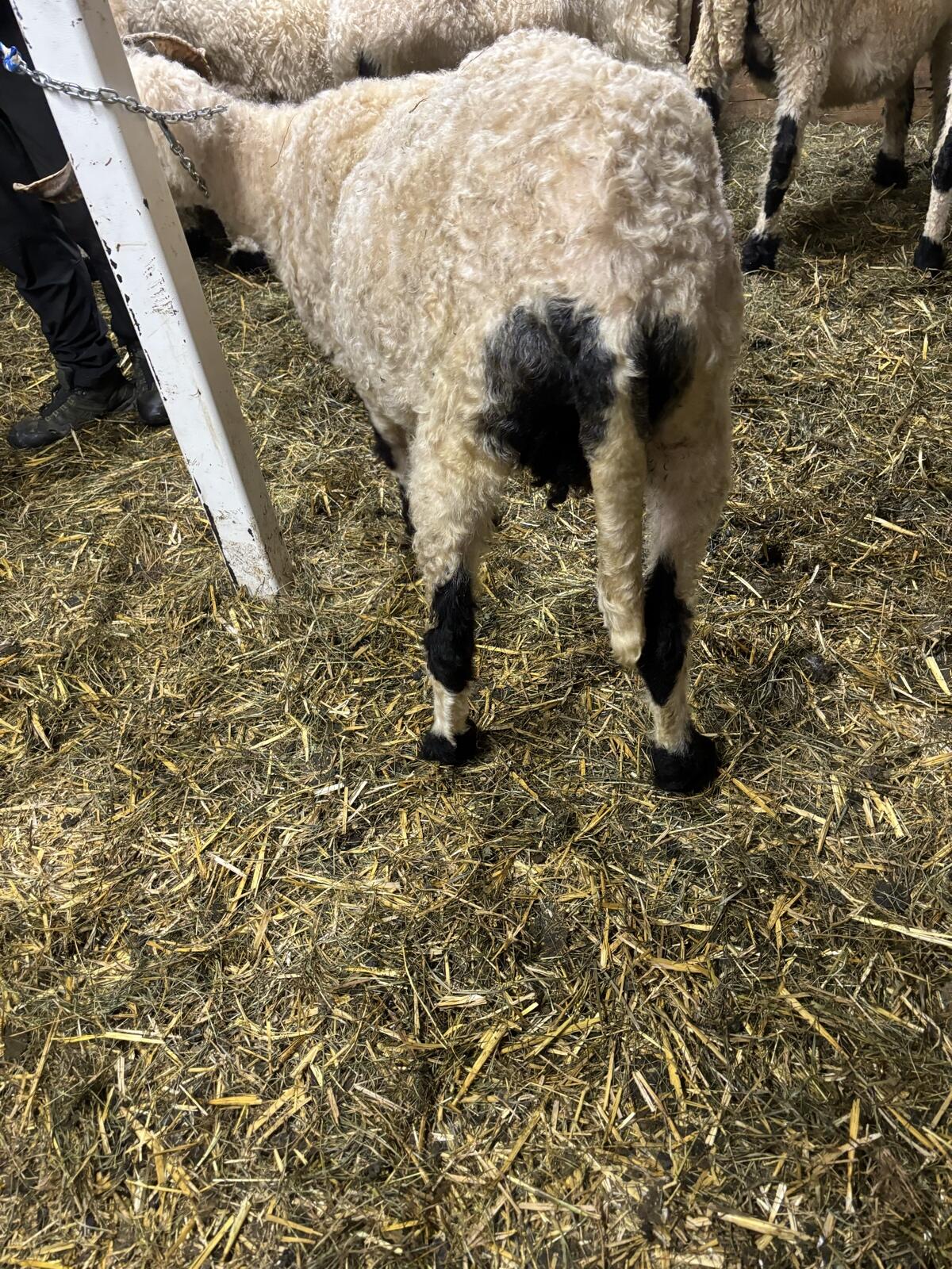 Walliser Schwarznasen Schaf 3