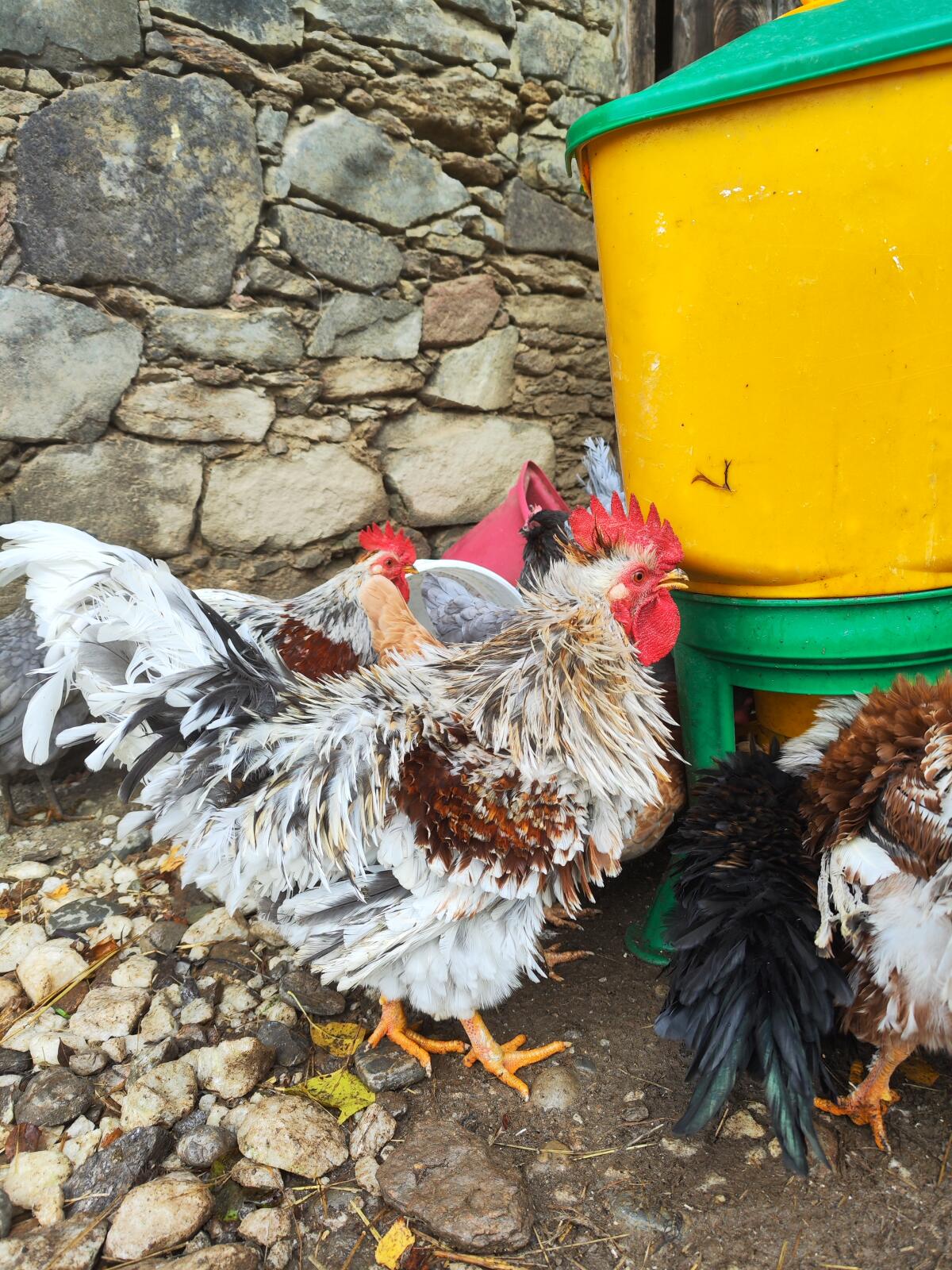 Freundlicher Strupphuhn-Hahn abzugeben 1