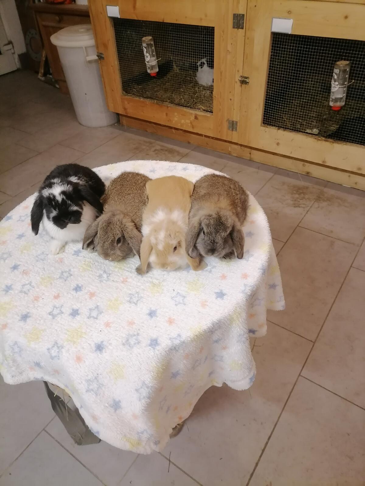 Zwergwidder Zwergkaninchen 1