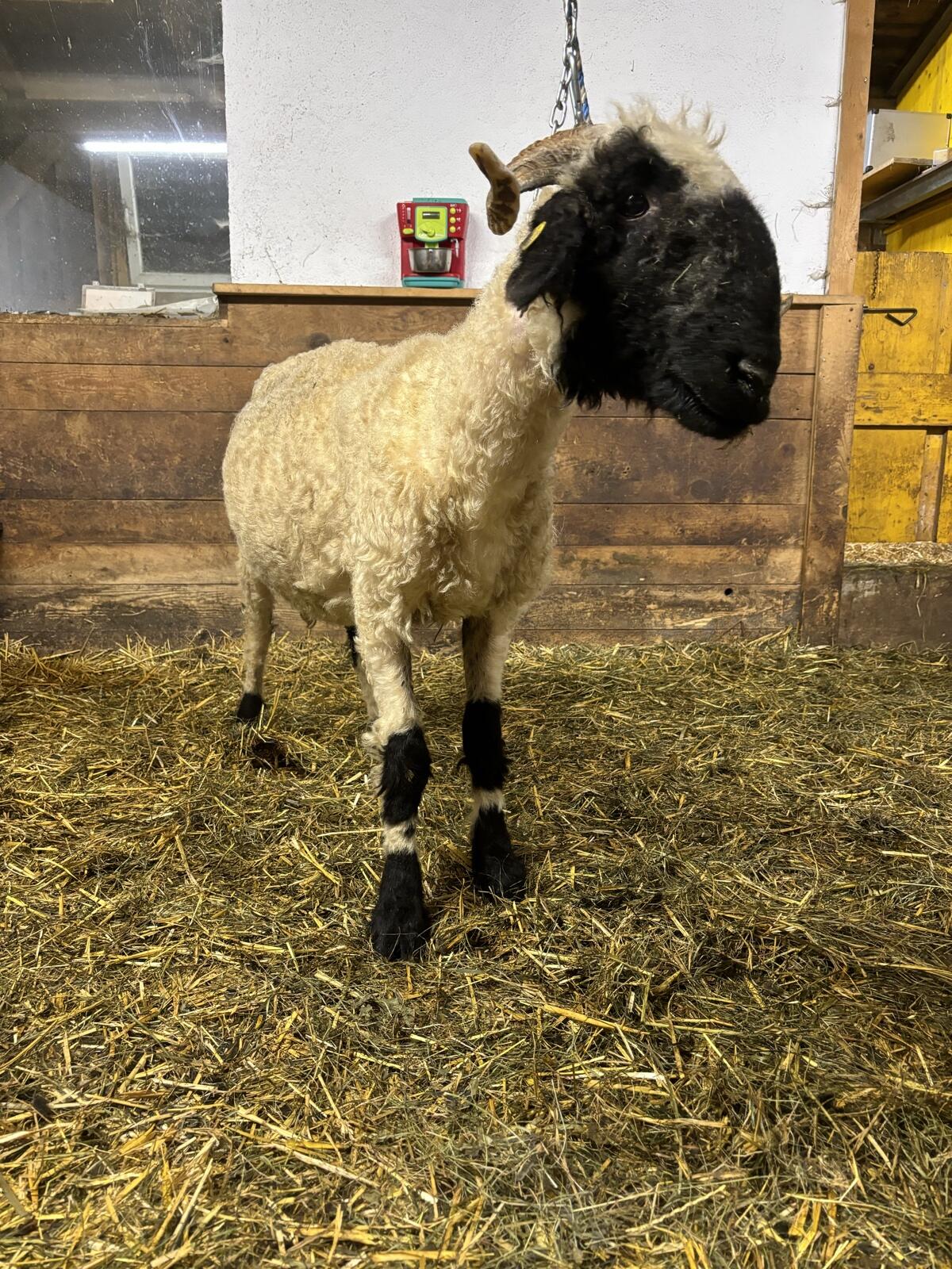 Walliser Schwarznasen Schaf 1