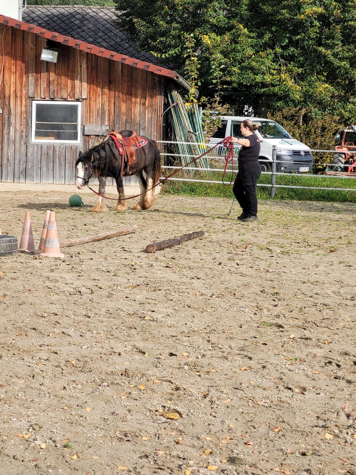 Verkaufe braven hübschen Tinkerwallach Bruce 3