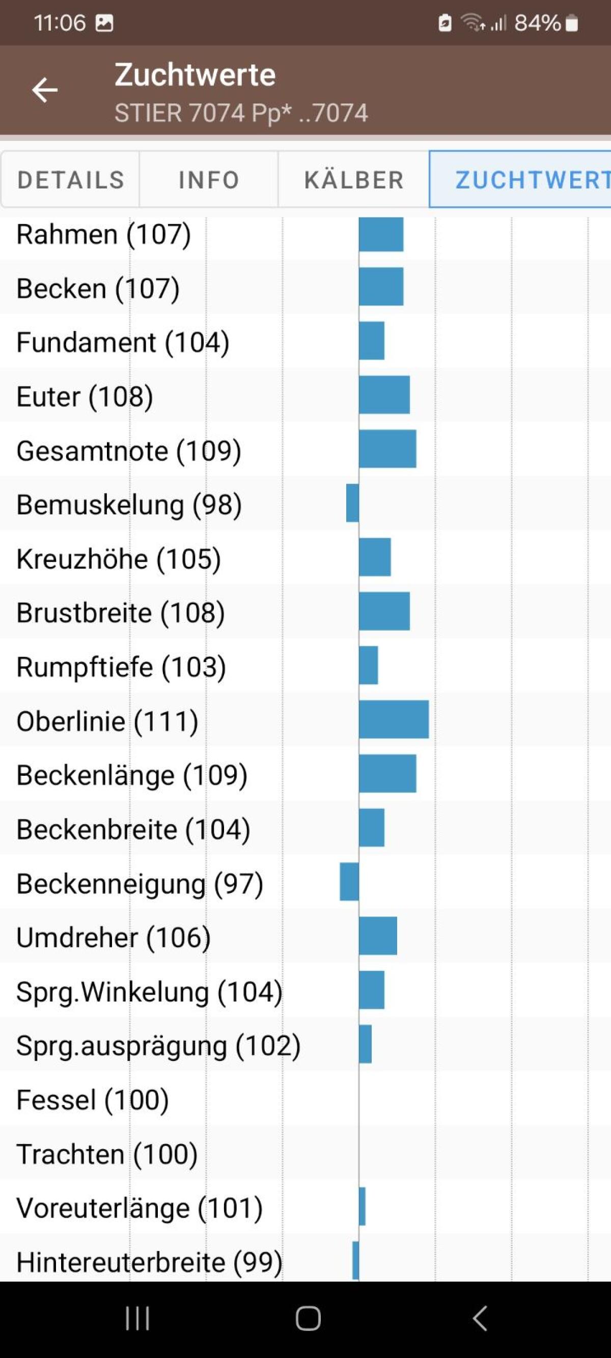Brown Swiss Stierkalb 2