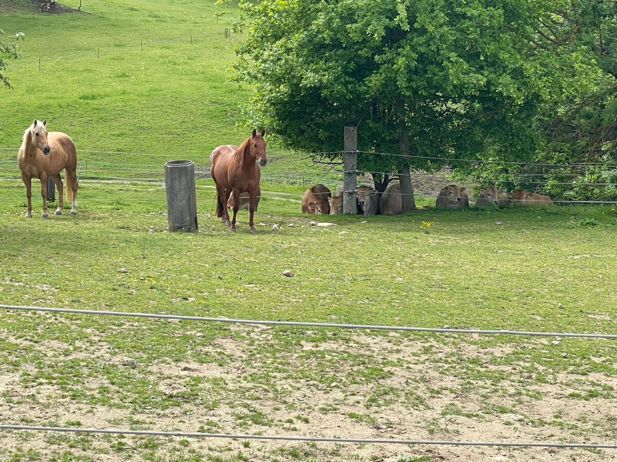 Verkaufe Quarter Wallach 2