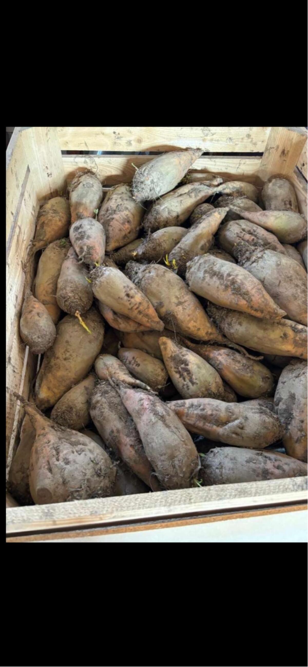 Burgunda, Futterrüben 1