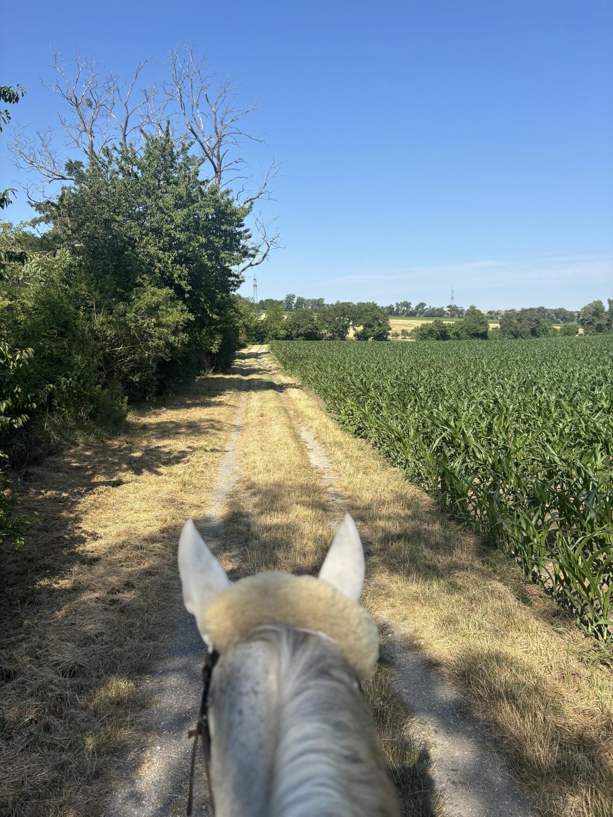 Offenstallplatz zu vergeben 3