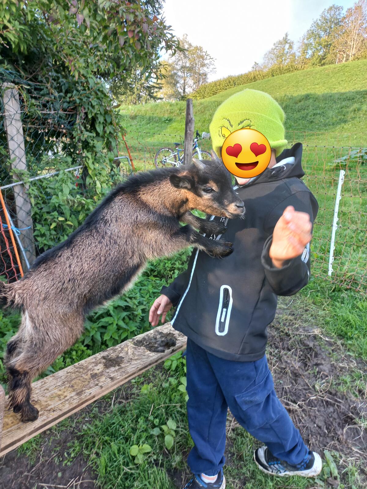 Junger Zwergziegenbock Strolchi 1
