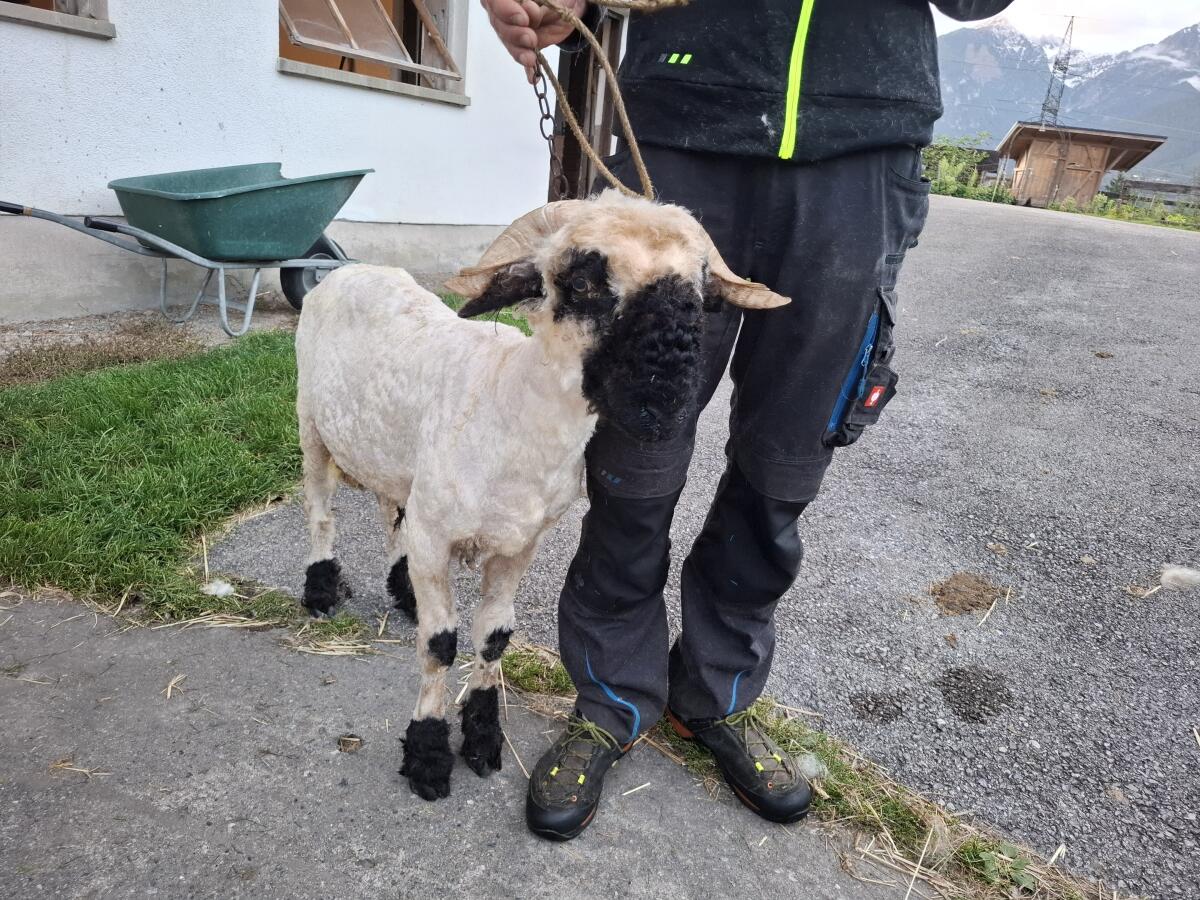 Walliser Schwarznasen-Widder 2