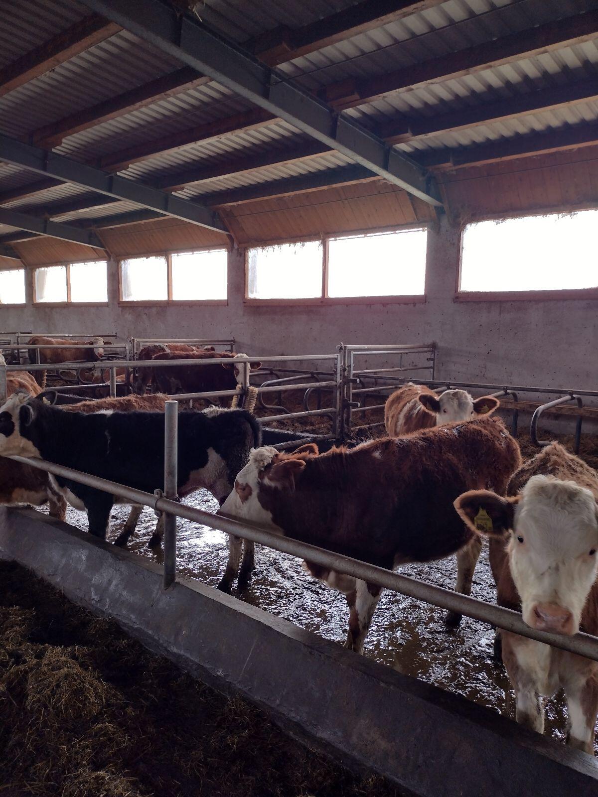 BIO Fleckviehkalbinnen 3