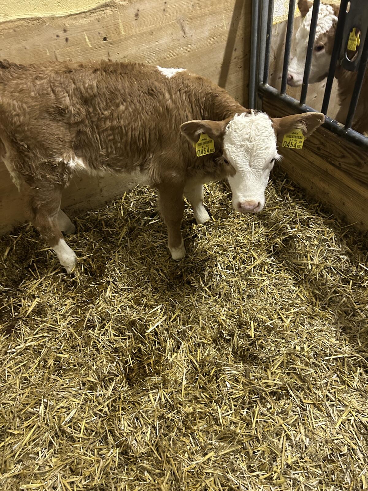 Verkaufe Fleckvieh Kuhkalb 1