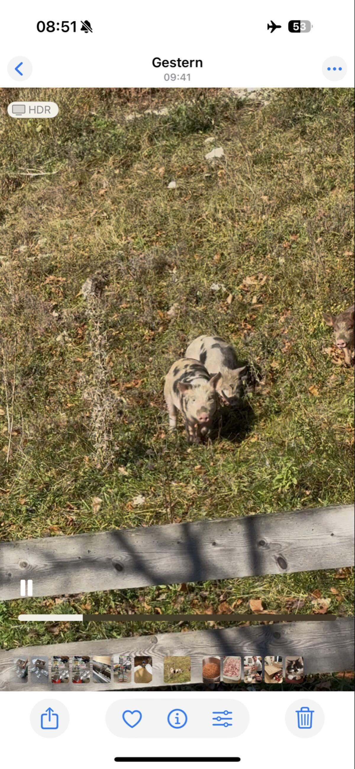 BIO Ferkel Schwäbisch Duroc x Pietrain 1