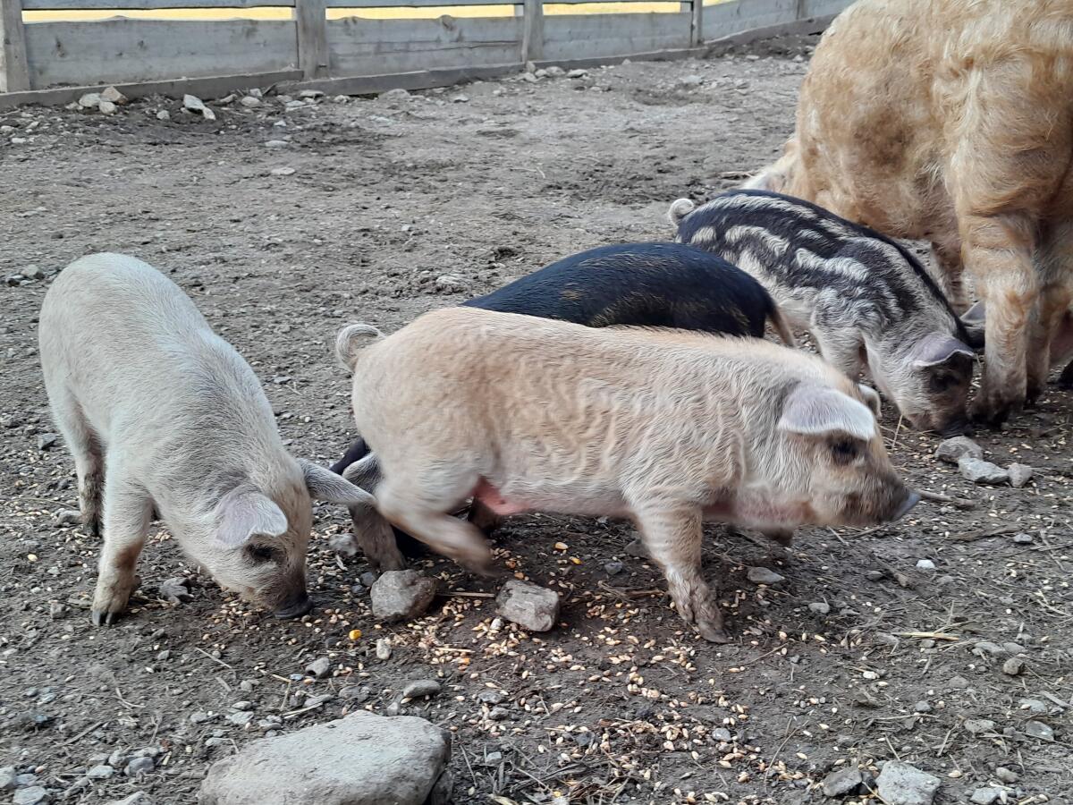 BIO Mangalitza Wollschwein Ferkel 2