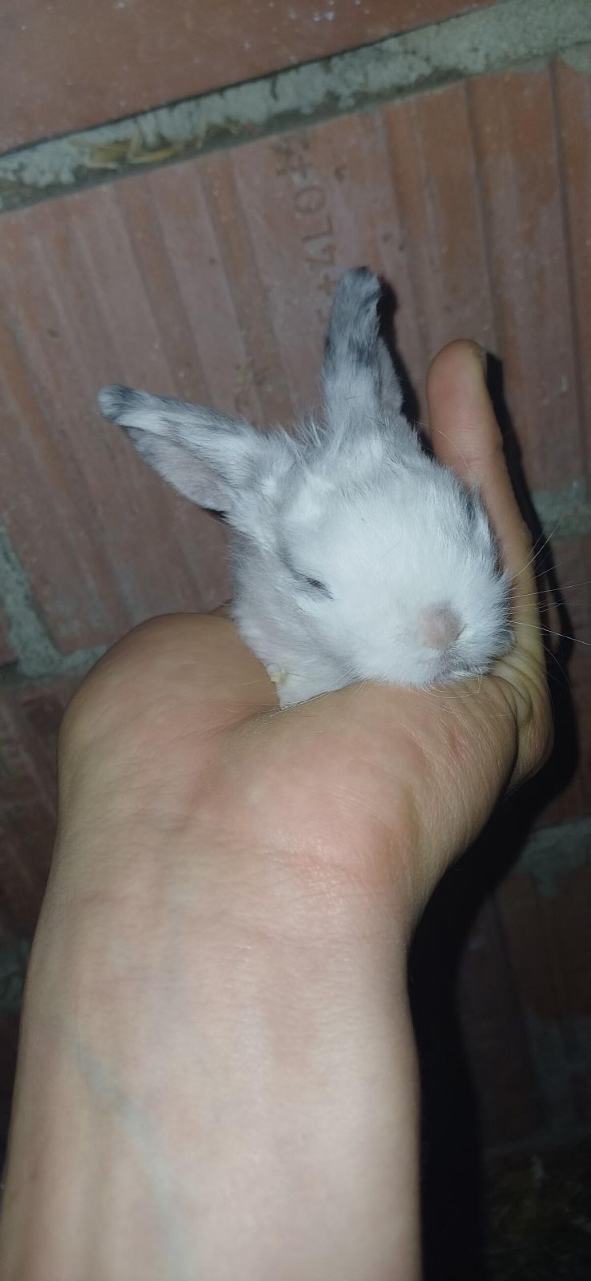 Zwergwidder und Löwenkopf-Zwergwidder Mischlinge 2