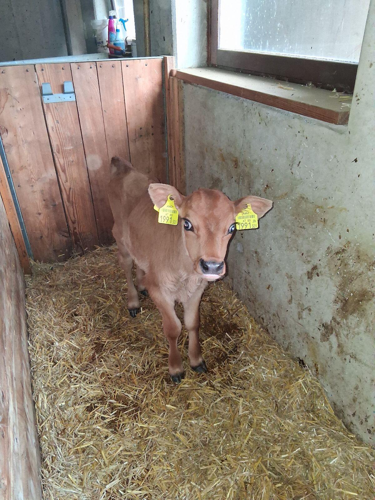 Jersey Zuchtkalb Bio 1