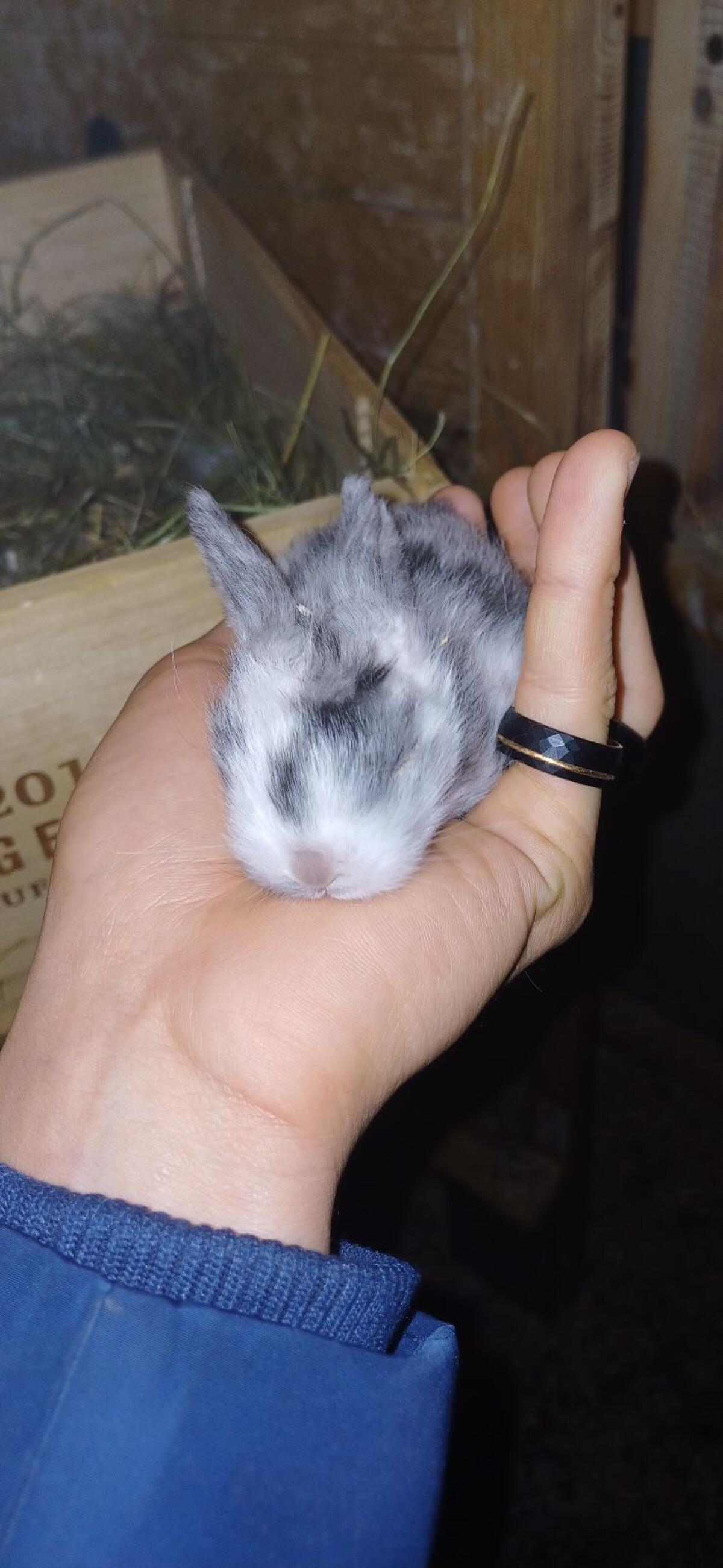 Zwergwidder und Löwenkopf-Zwergwidder Mischlinge 3