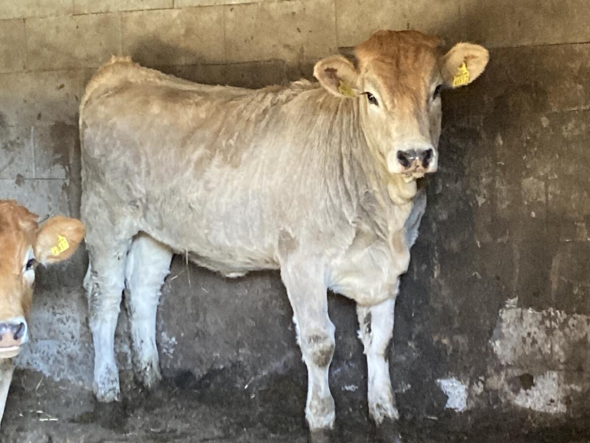 Bio Murbodner Kalbinnen 2