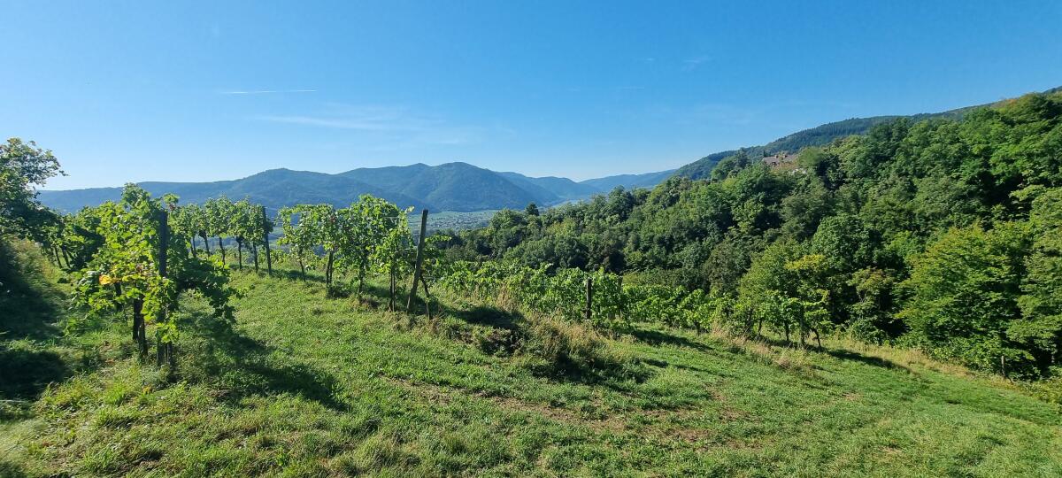 Wachauer Weingarten in Top-Lage zu verpachten, Dürnstein 3