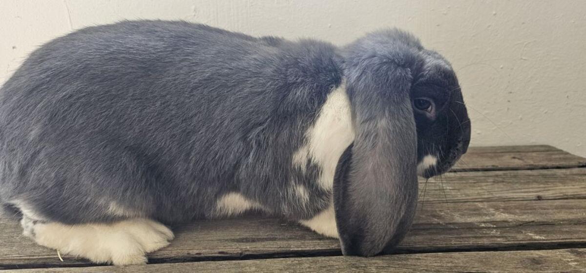 Deutsche Widder, Zwergwidder 3