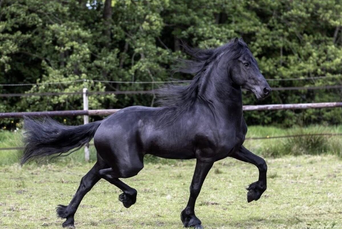 Wunderschöner Wallach 2