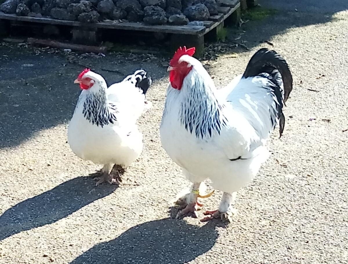 Sundheimer Hühner, Landente mit Haube 3