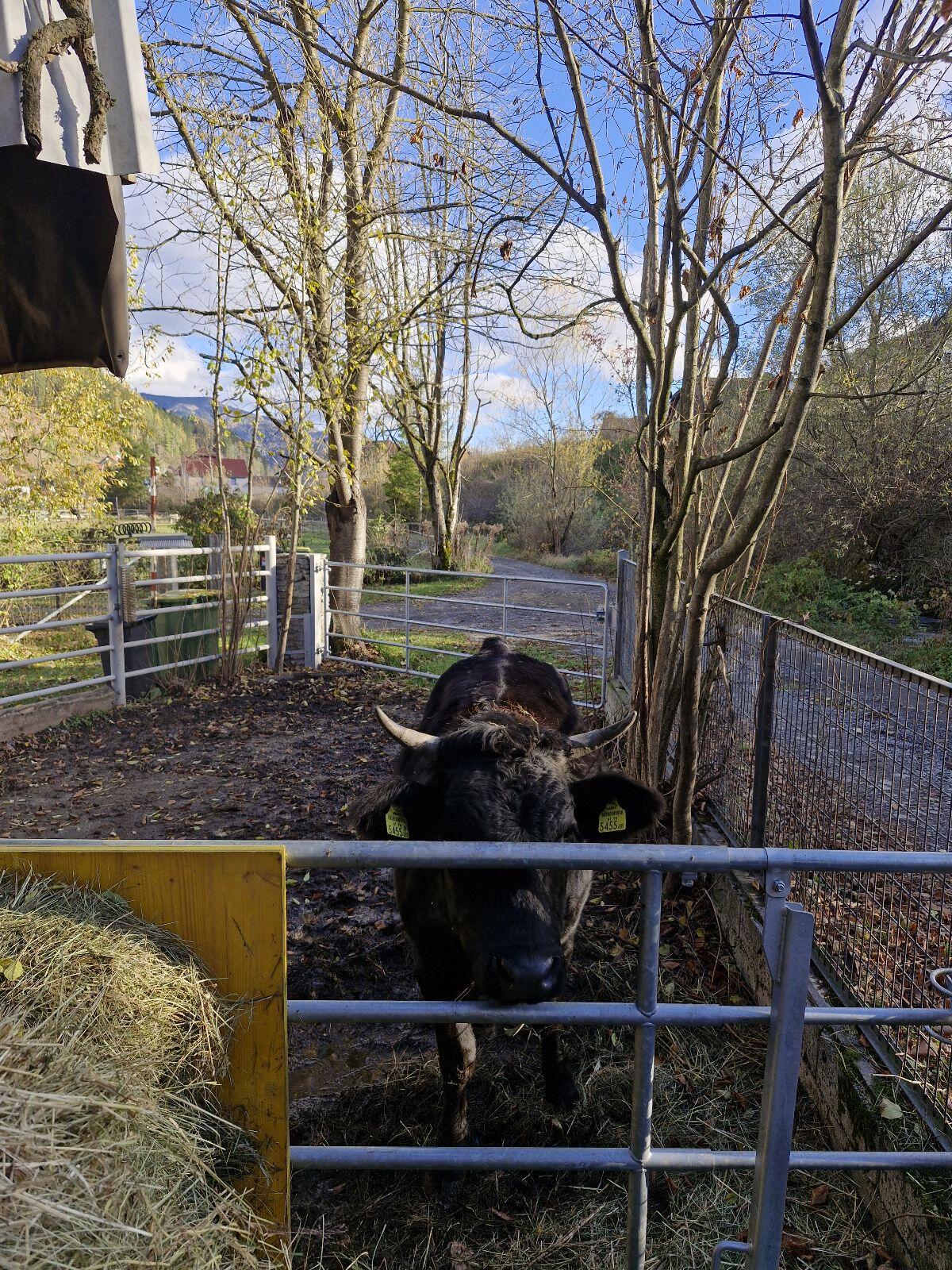 Trächtige Wagyu x Belgier Kalbin 2