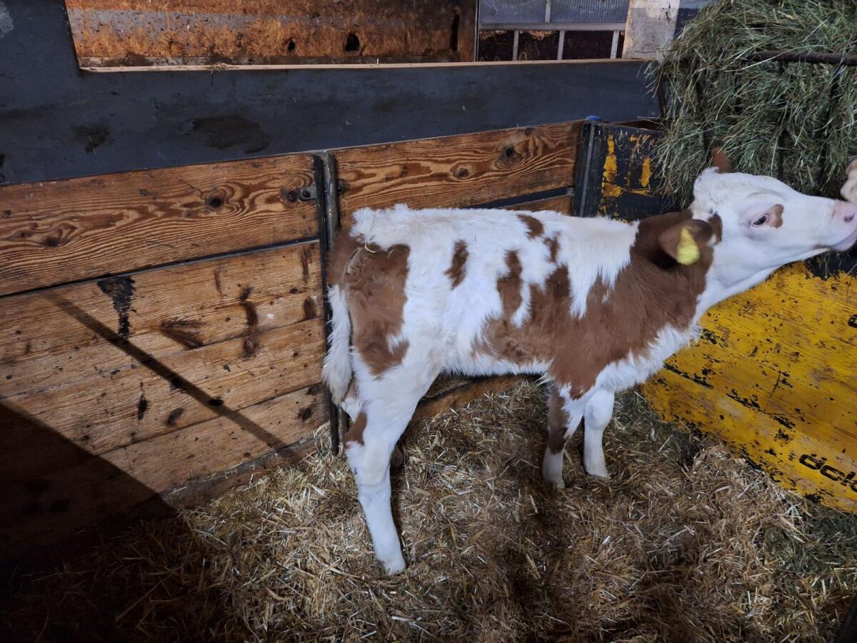 Bio Fleckviehkälber 2