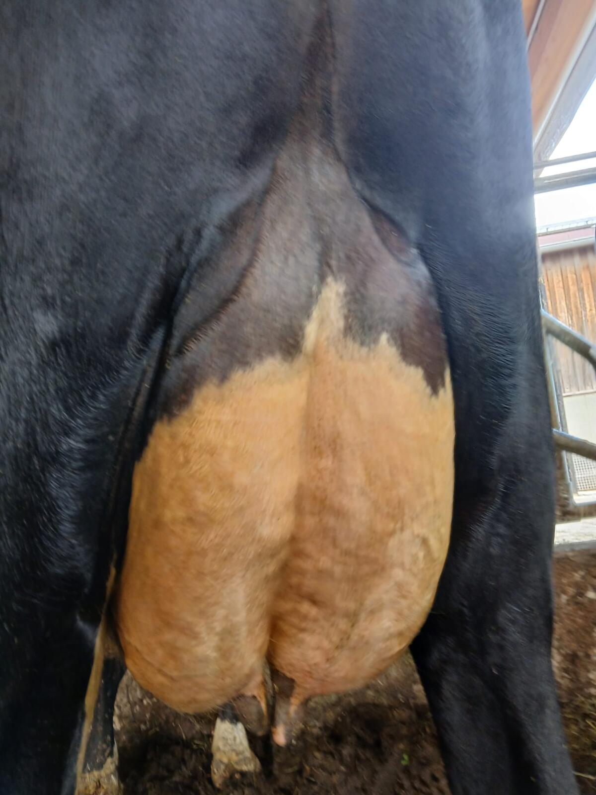 BIO-Kuh 2. Laktation 2