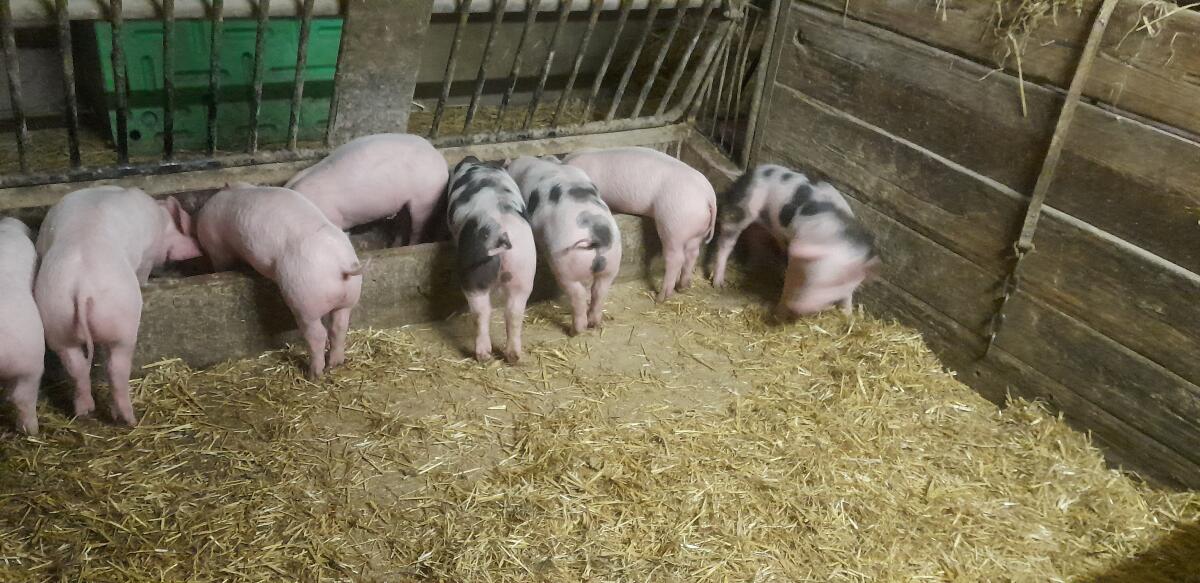 Tierwohlferkel aus Strohhaltung zu verkaufen 1