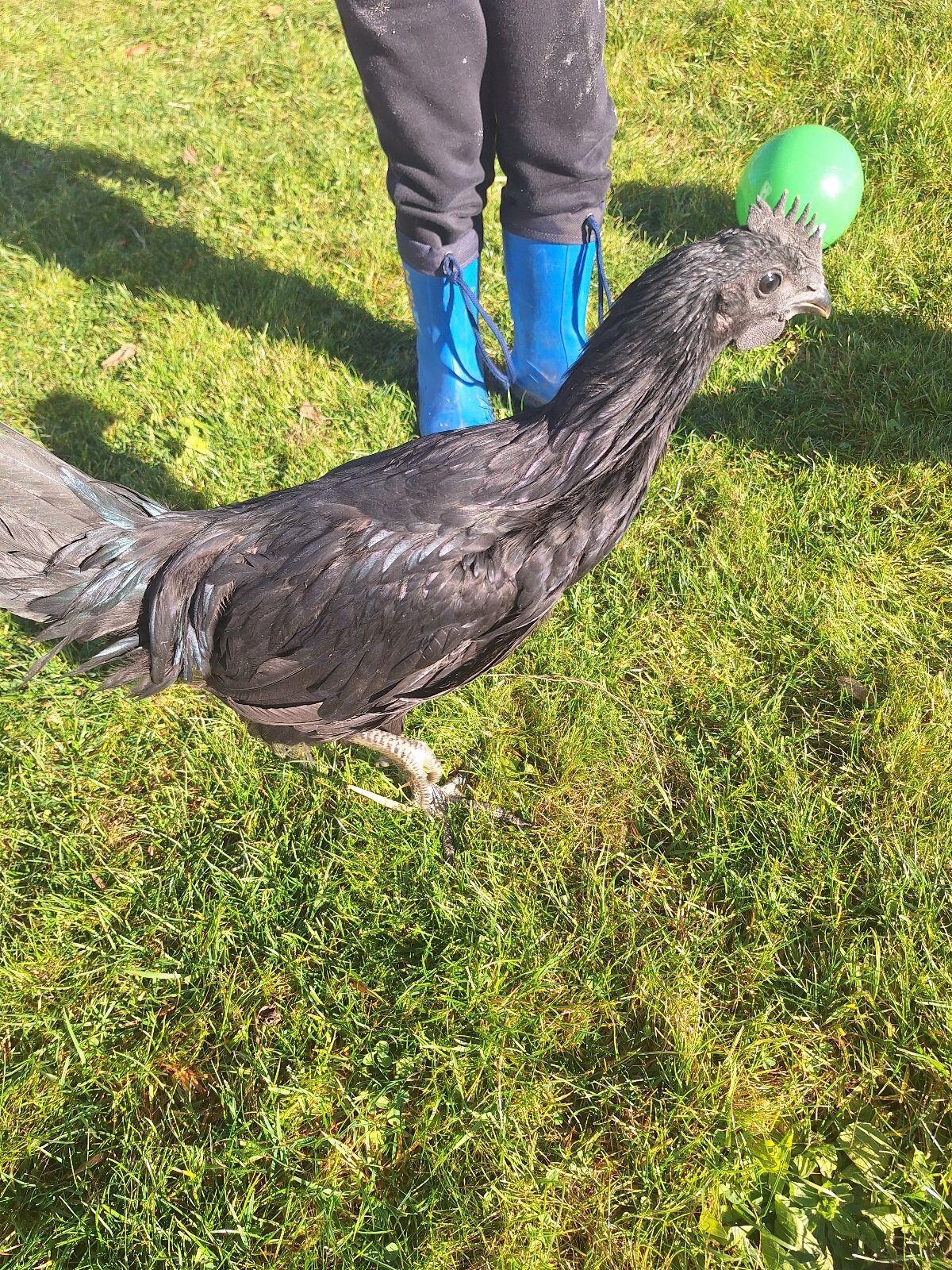 Suchen neues Zuhause für unsere 2 Junghähne 3