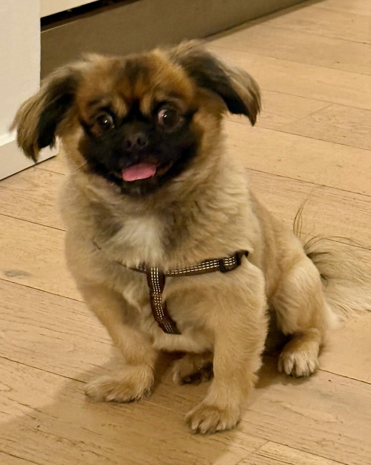 Kleiner Pudelmann, 4 Jahre alt sucht ein Körbchen 1