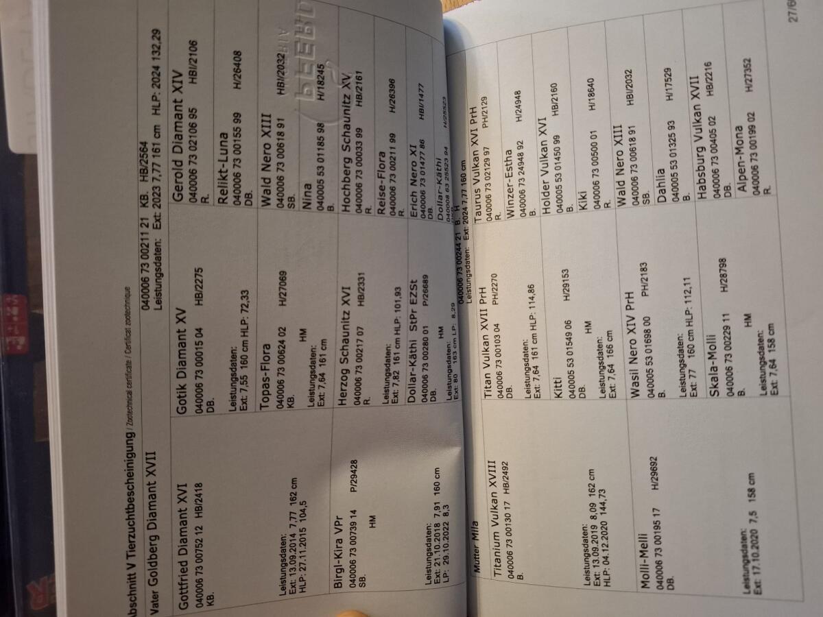 Noriker-Stutfohlen 3