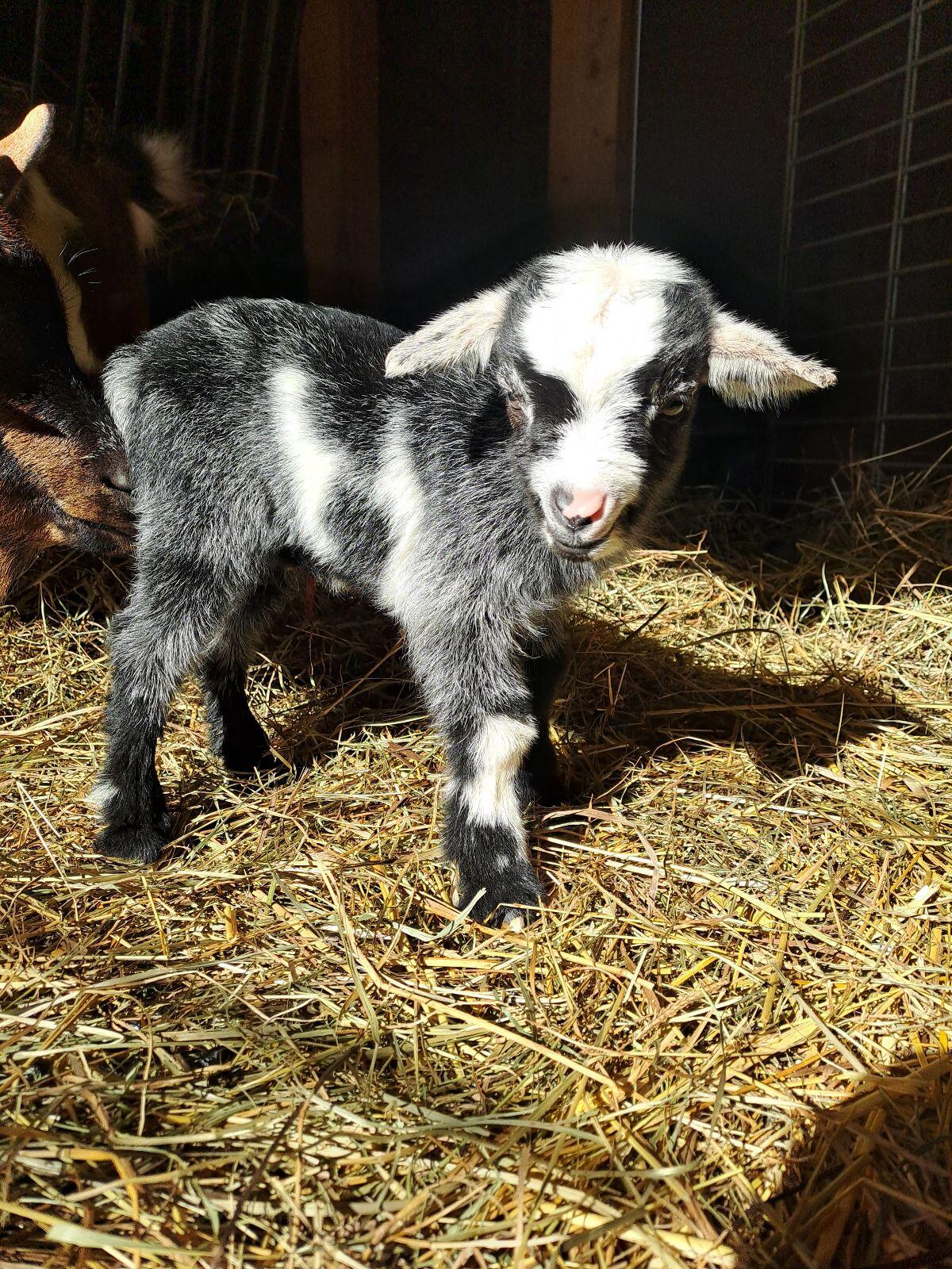 Zwergziege/Böckchen 2