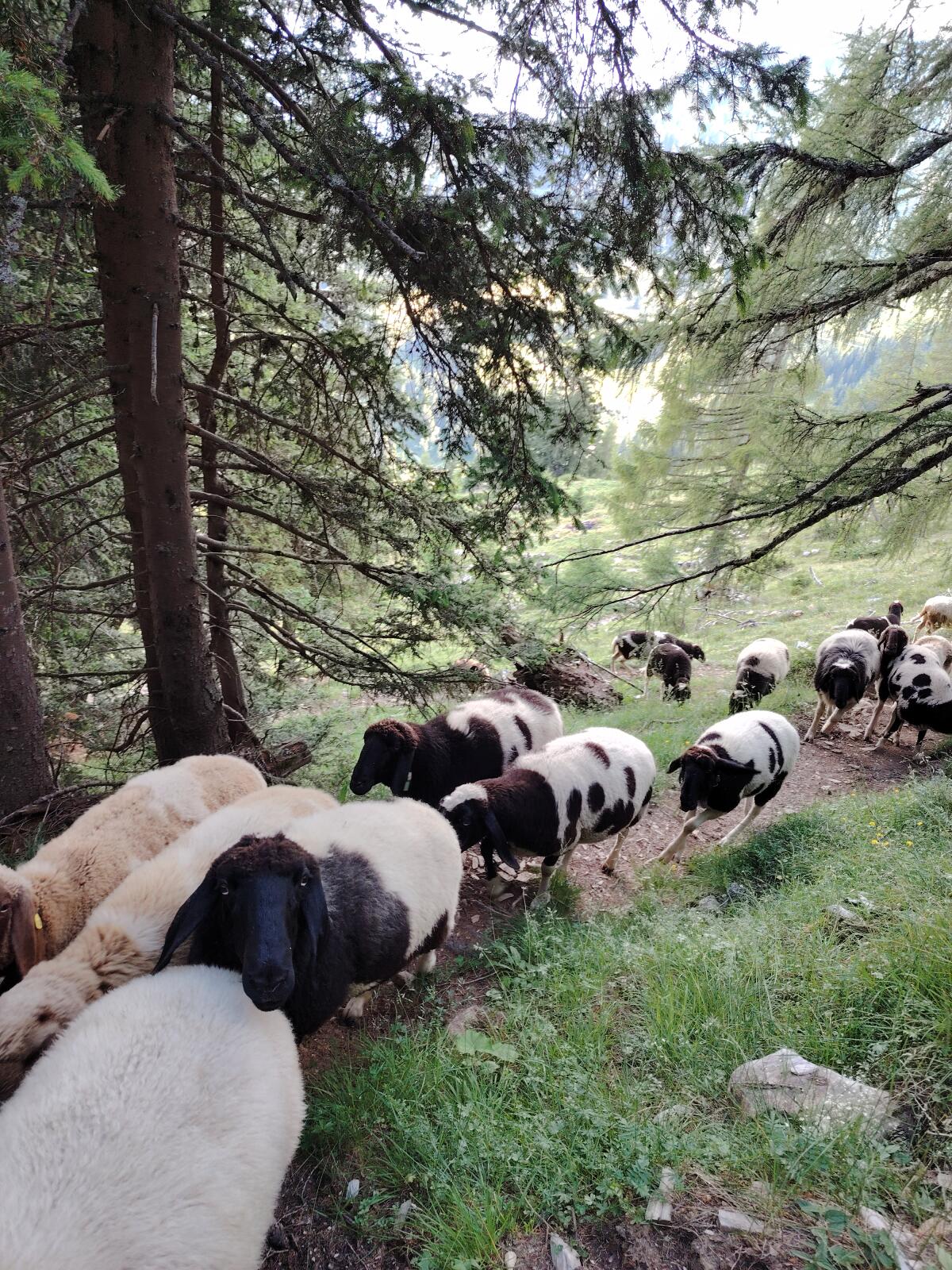 Gescheckte Bergschafe zu verkaufen 2