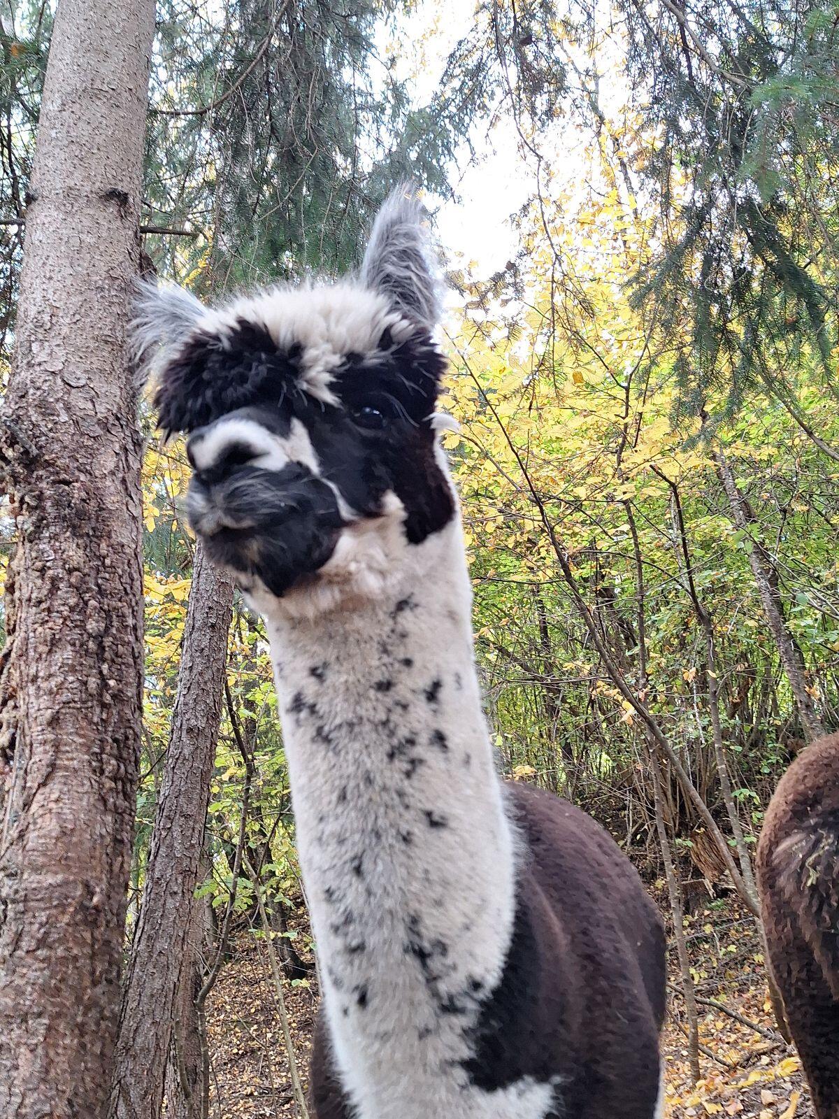 Alpaka 3