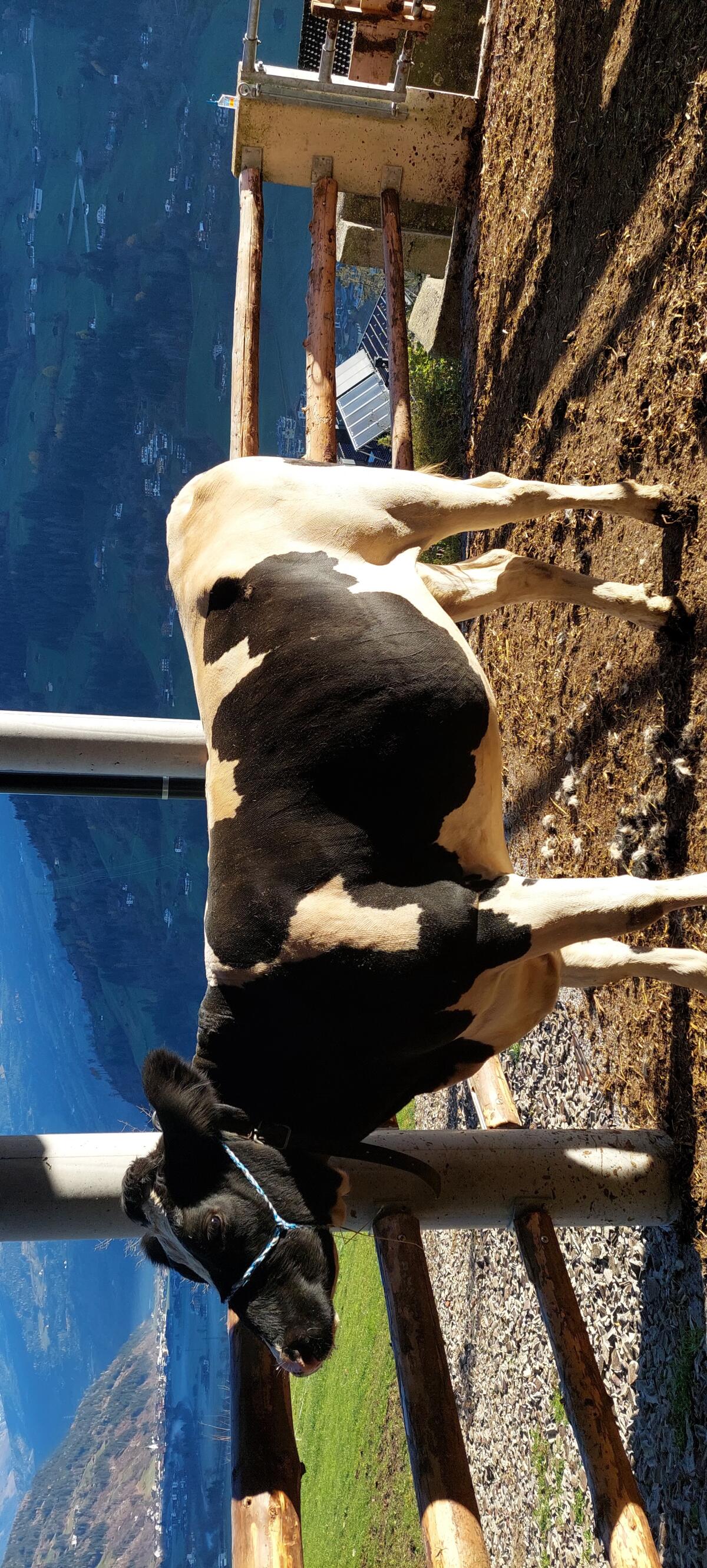 Bio Kalbin zu verkaufen 2