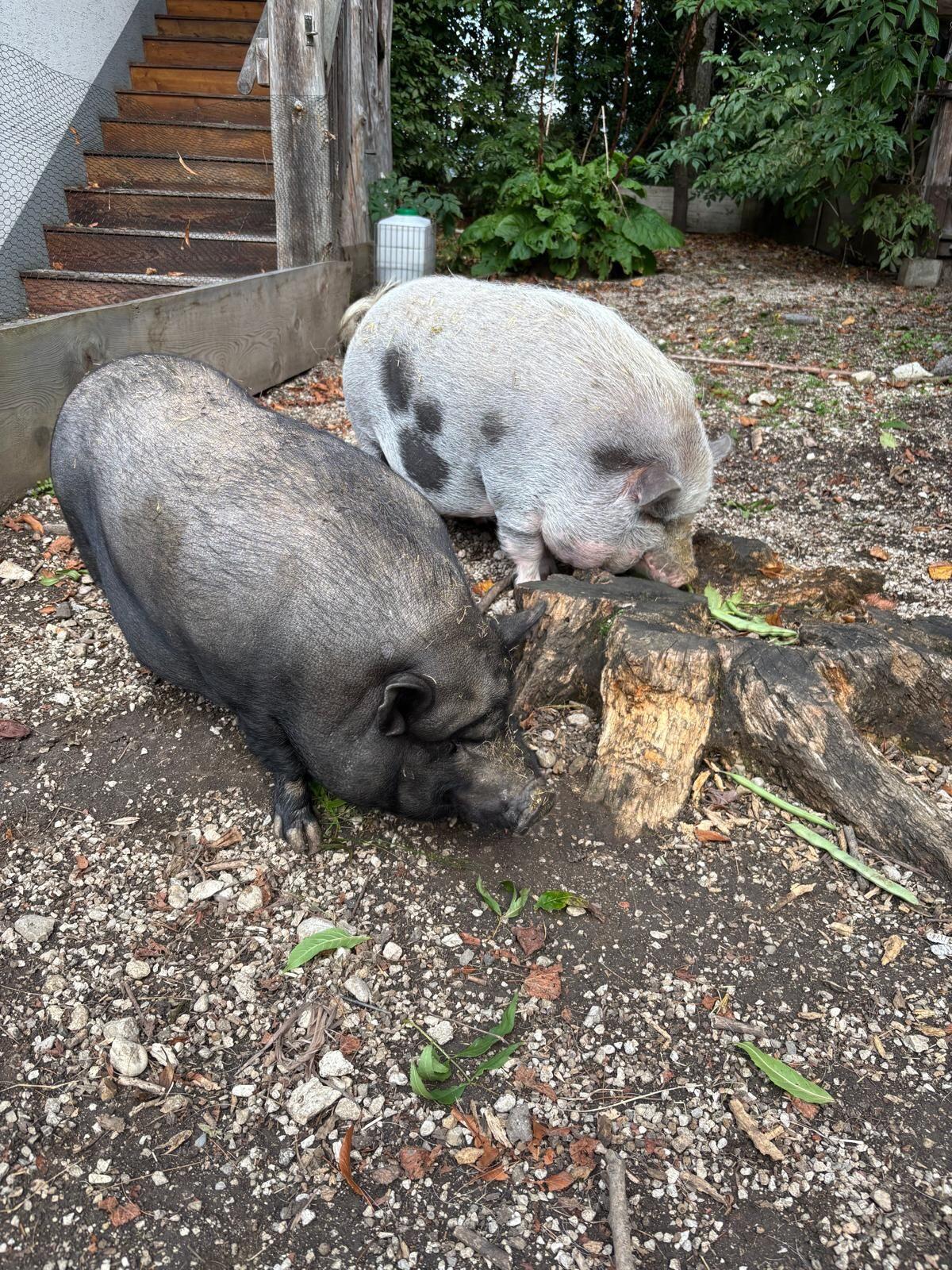 Hängebauchschwein 2