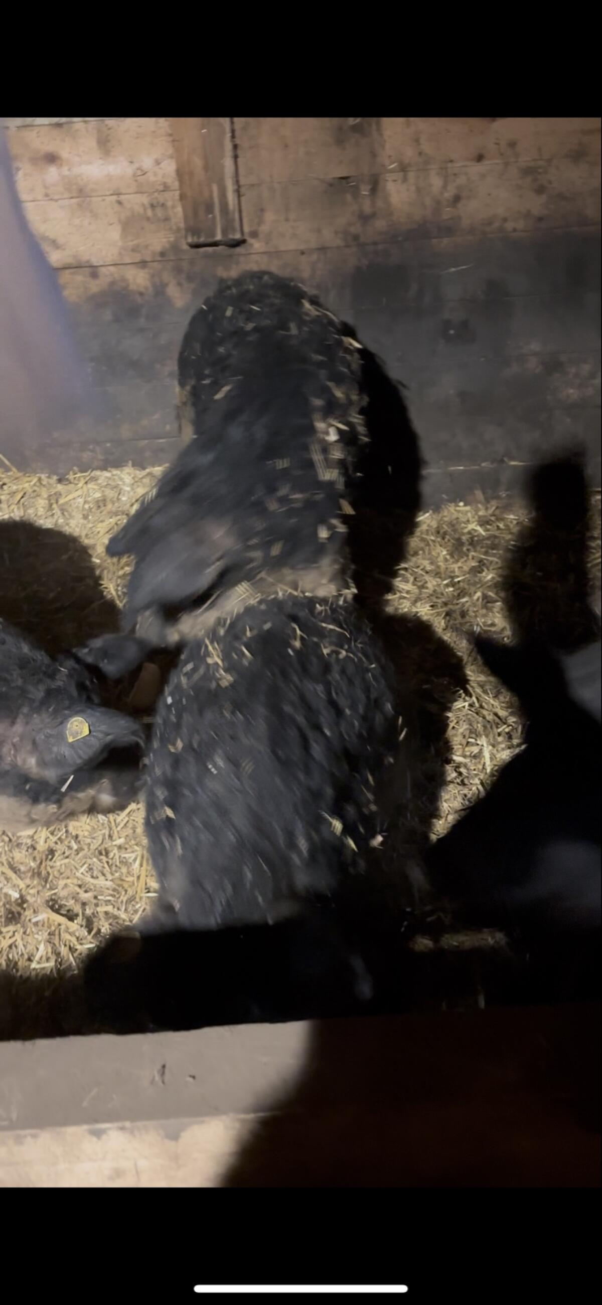 Mangalitza 3