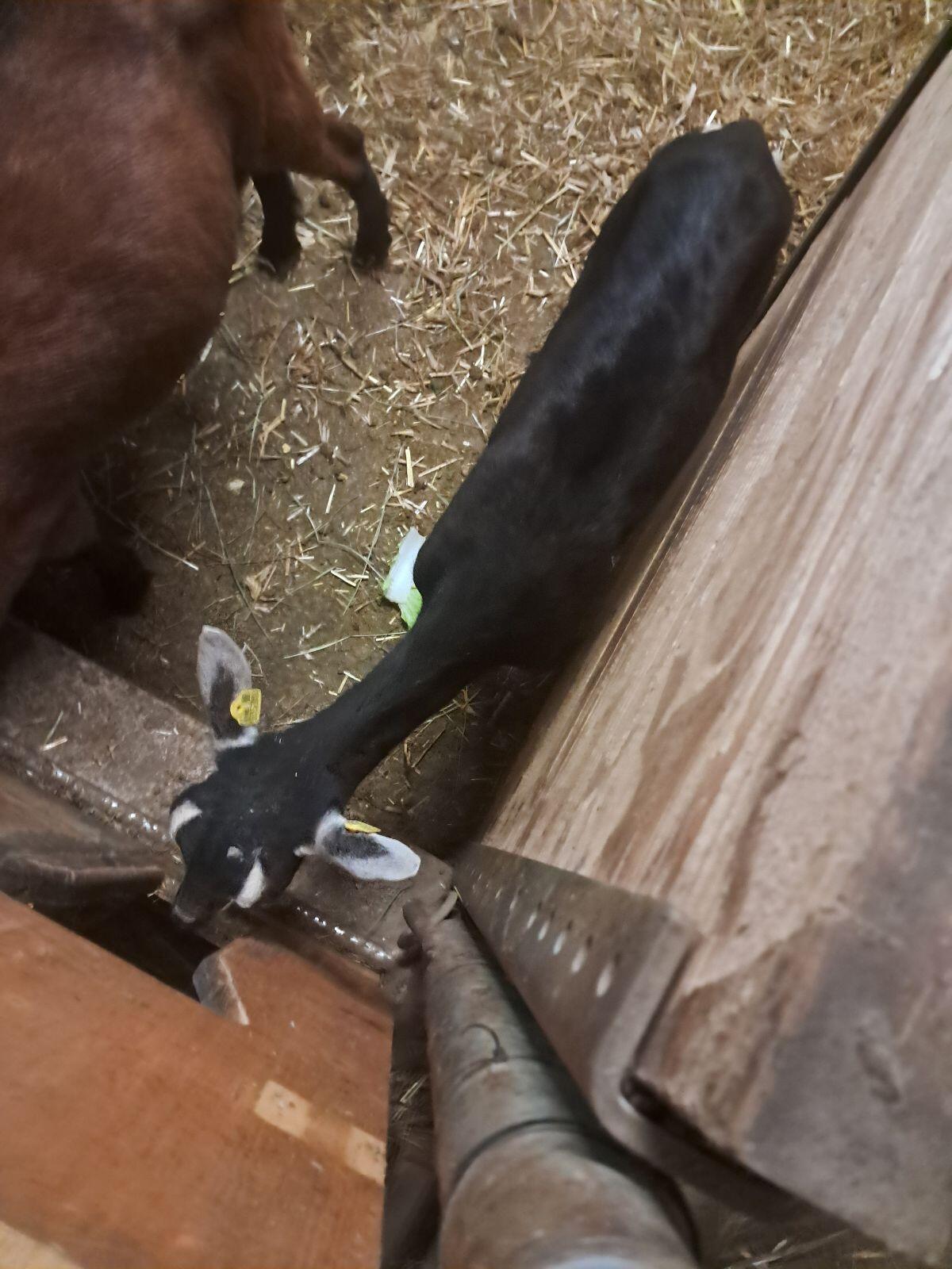 Bündner Strahlenziegen 2