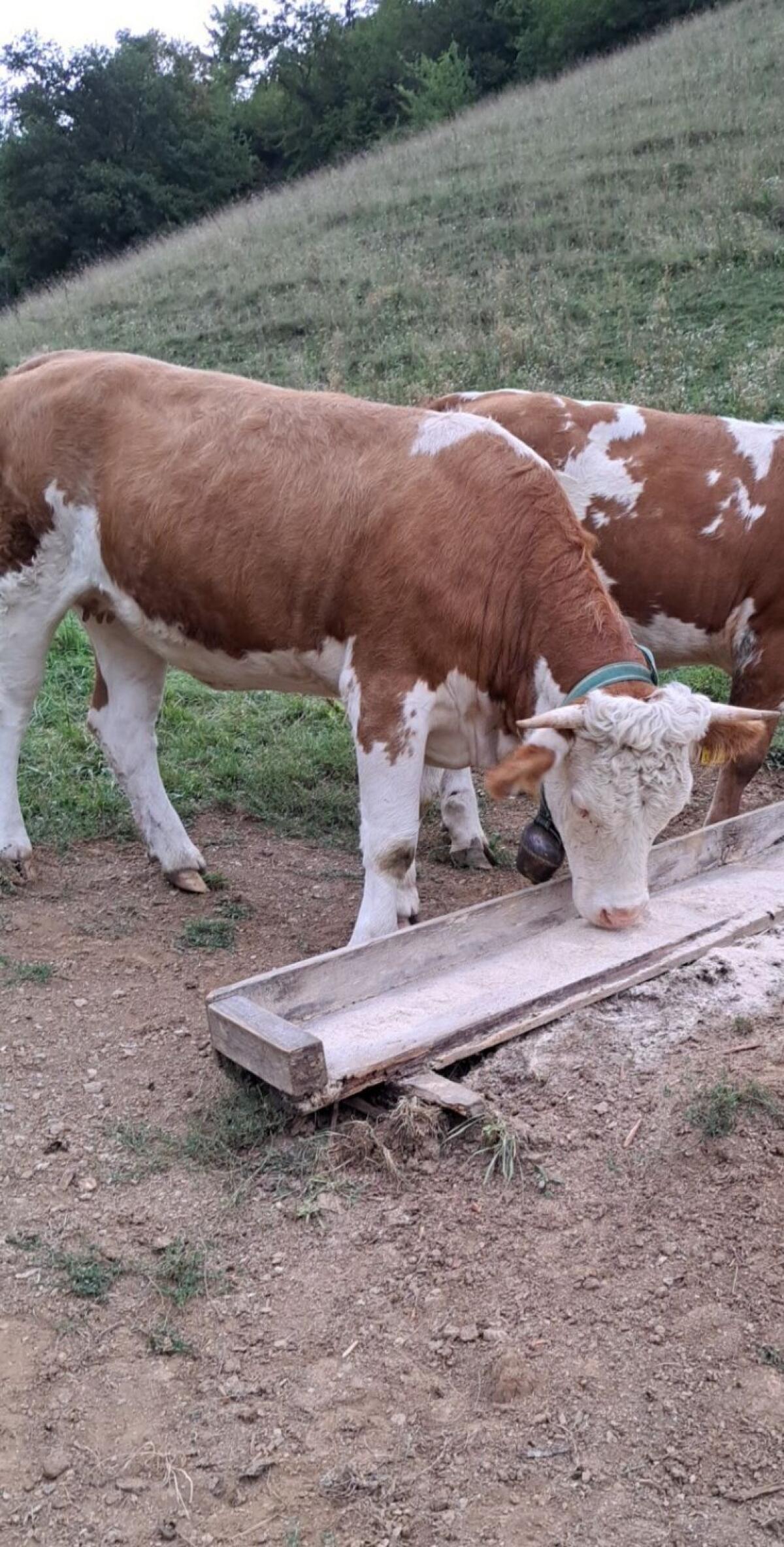 Verkaufe trächtige Kalbin 3