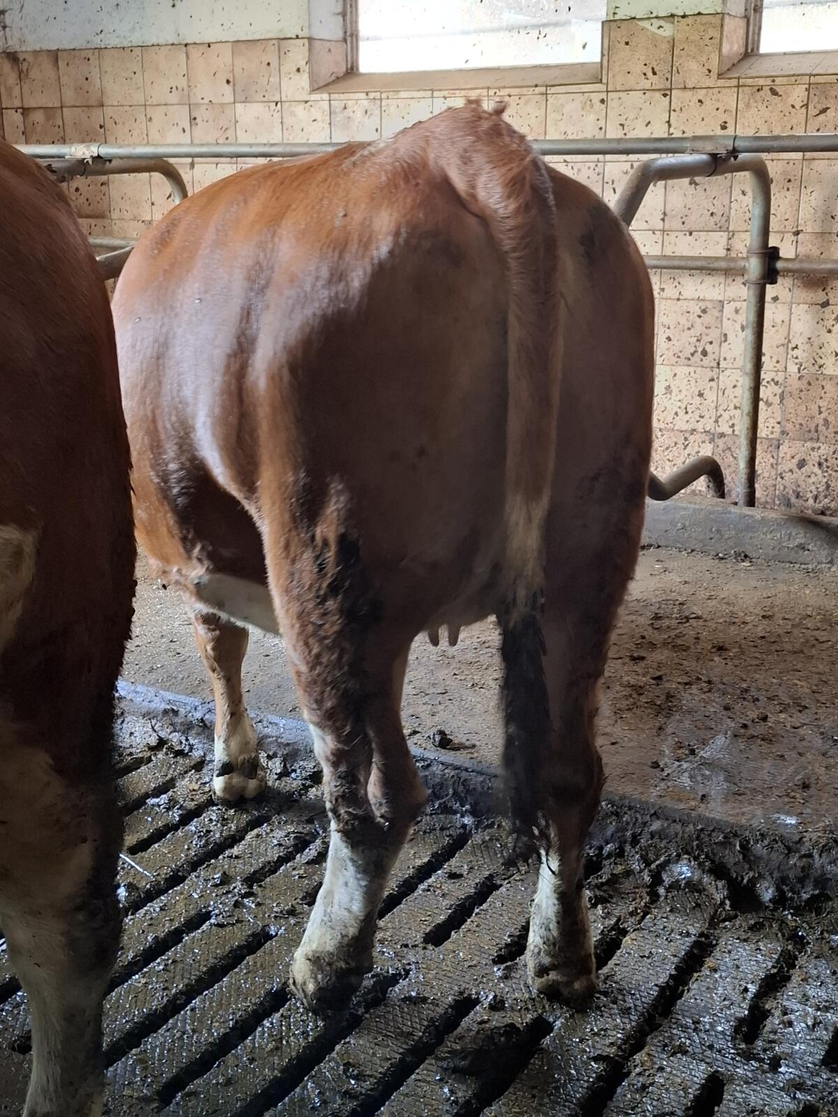 Verkaufe trächtige Fleckviehkalbin 3