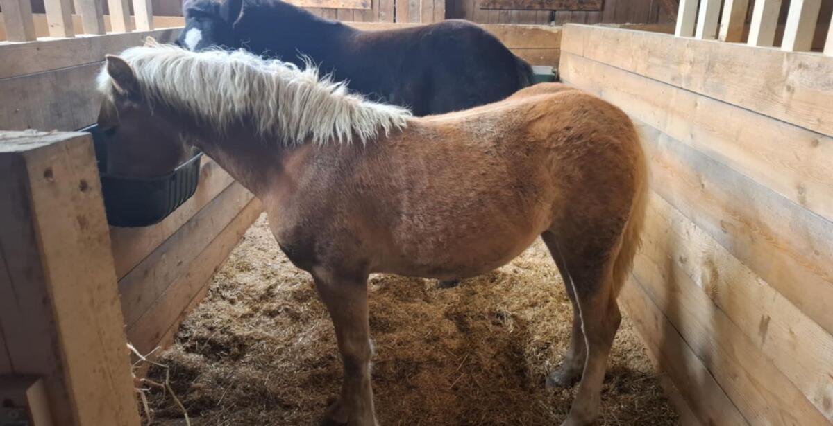 Haflinger Stutfohlen 2