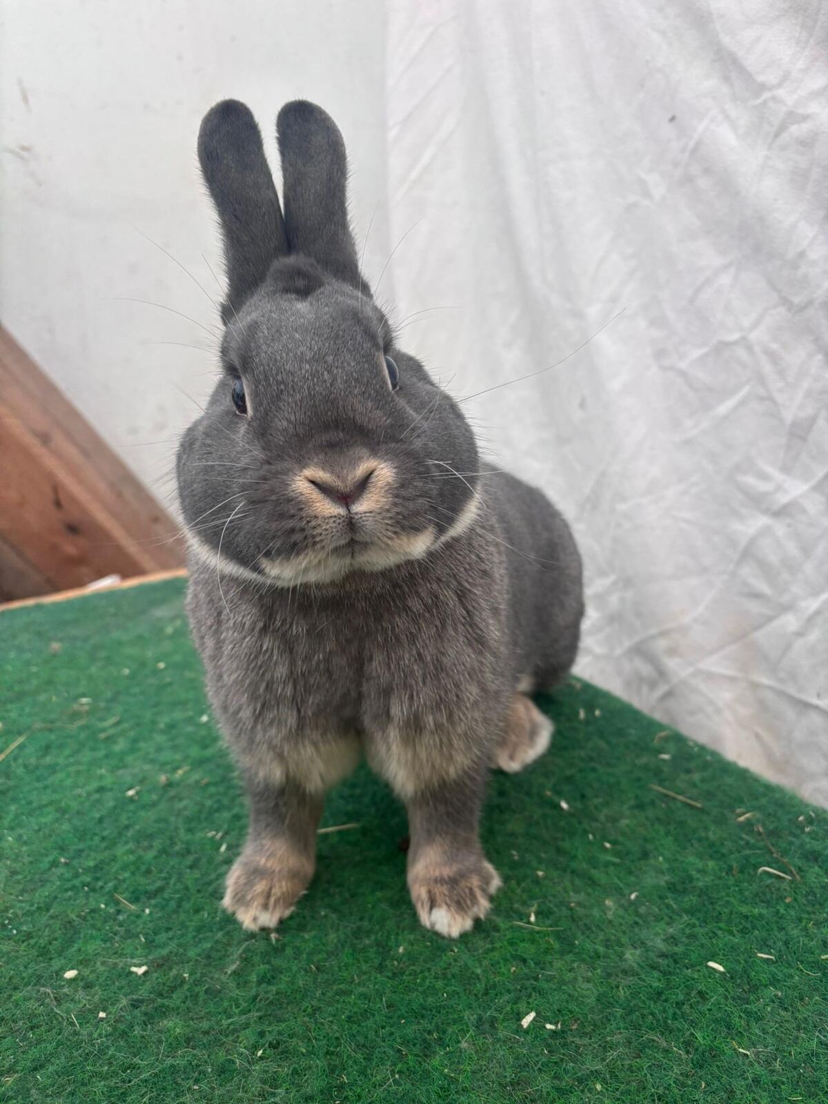 Zuchtstamm Perlfeh aus 2024 2