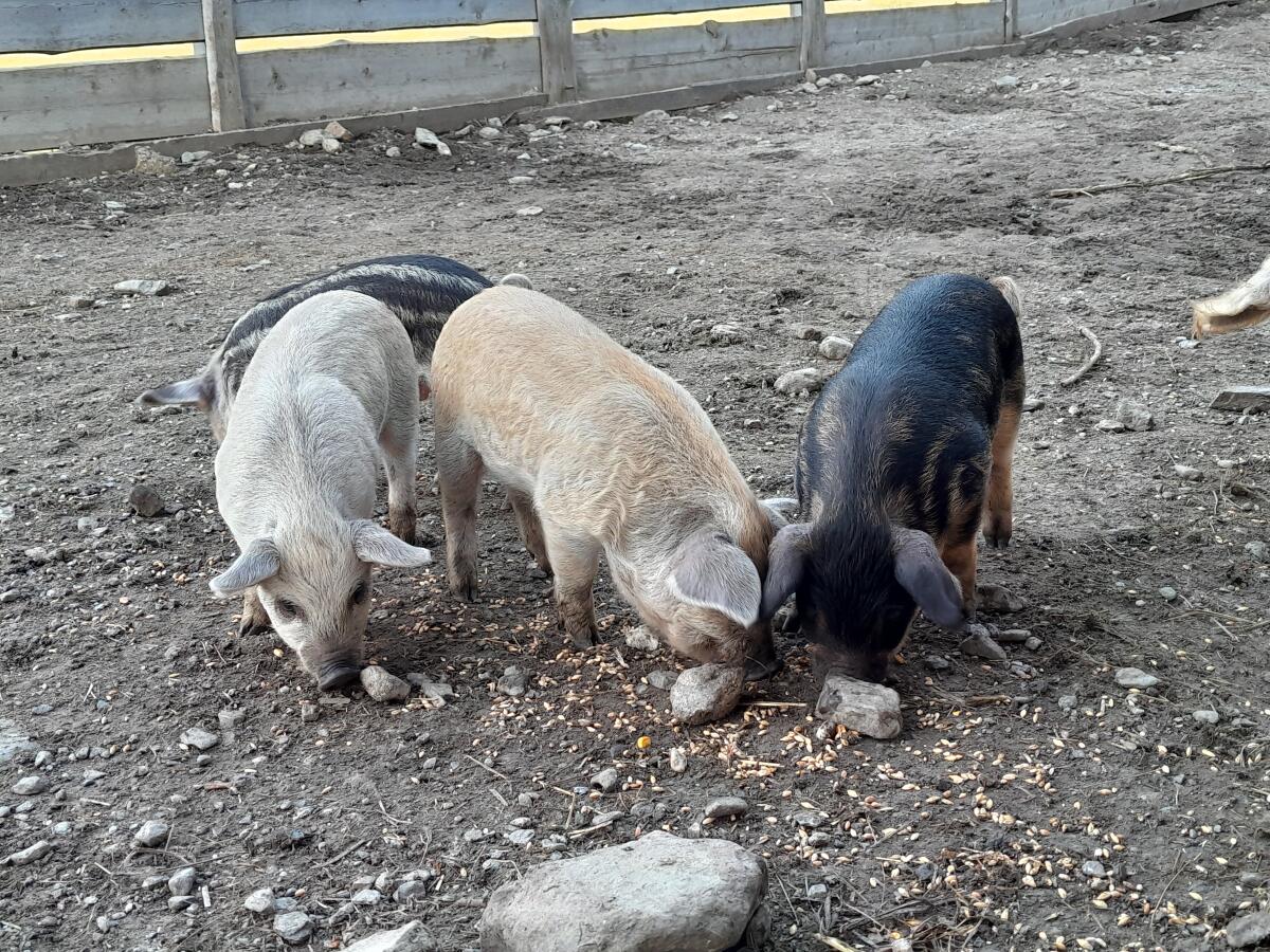 BIO Mangalitza Wollschwein Ferkel 3
